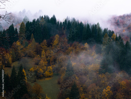 Misty fall Carpathian Mountains fog landscape. Village in Transcarpathia region Foggy spruce pine red yellow trees forest scenic view Ukraine, Europe. Autumn countryside Eco Local tourism Recreational