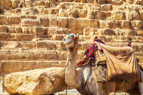Dressed camel near the Pyramid of Khafre.