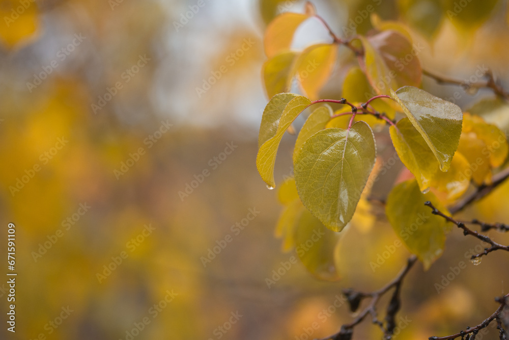Obraz premium raindrops on yellow and green leaves, tree branches