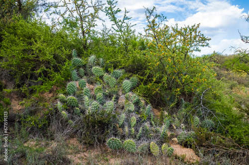 Cactus in calden forest environment  La Pampa province  Patagonia  Argentina.