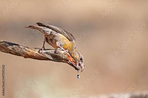 Red Crossbill (Loxia curvirostra) drinking from a fountain. © TAMER YILMAZ
