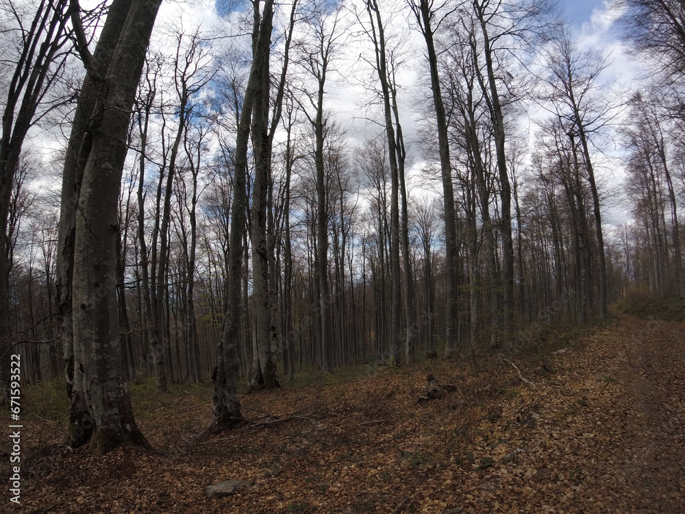 Cloudy day in forest. Forest road next to tall trees without leaves. Beautiful autumn panorama. Cloudy day in forest. Forest road next to tall trees without leaves. Beautiful autumn panorama.