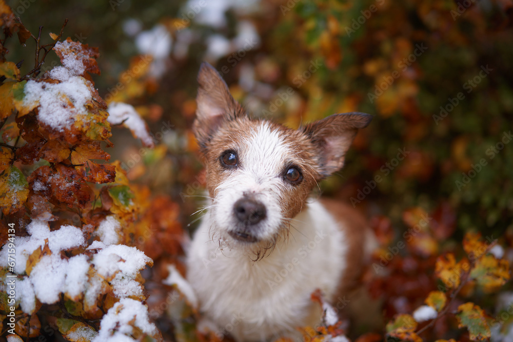 Jack Russell Terrier dog peeks through colorful autumn leaves, hinting at adventure in the wild nature, perfect for outdoor enthusiasts Jack Russell Terrier dog peeks through colorful autumn leaves, hinting at adventure in the wild nature, perfect for outdoor enthusiasts