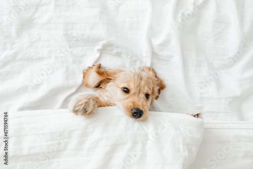 english cocker spaniel puppy lying down on a bed. Funny moments from the life of a dog pet