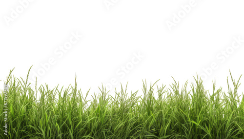 green grass foreground frame isolated on transparent background cutout