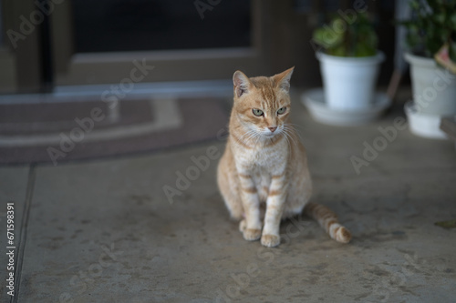 玄関前に座る猫