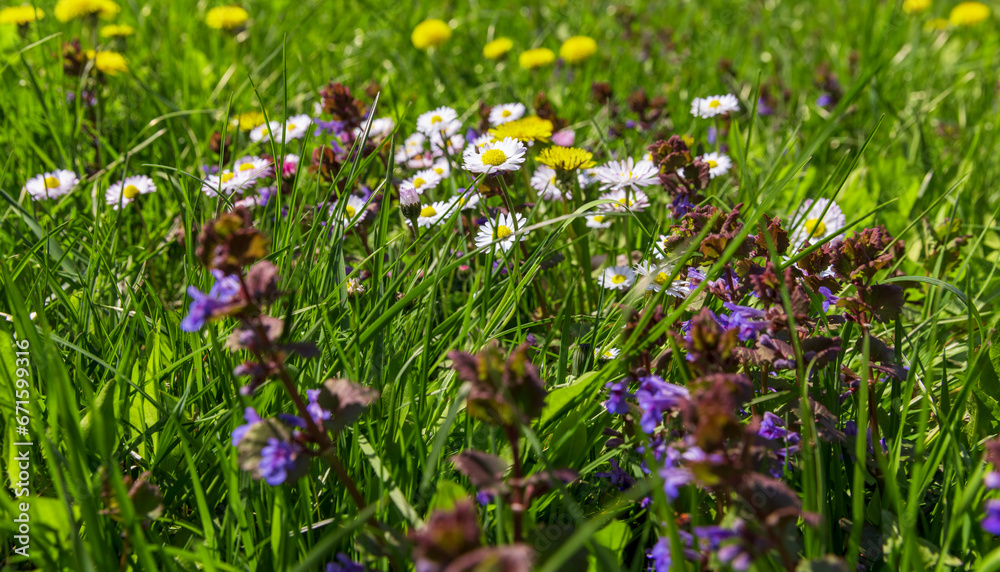 Fototapeta premium beautiful spring daisies in the green grass