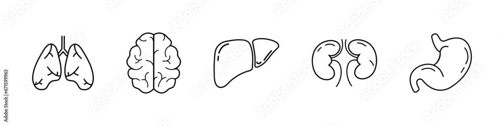 Human organs vector icons. Lungs, brain, liver, kidneys, stomach Human organs vector icons. Lungs, brain, liver, kidneys, stomach