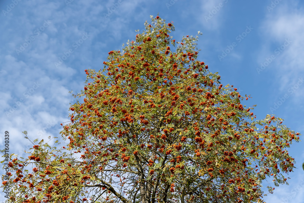 red fruits and foliage on a rowan tree in autumn weather red fruits and foliage on a rowan tree in autumn weather