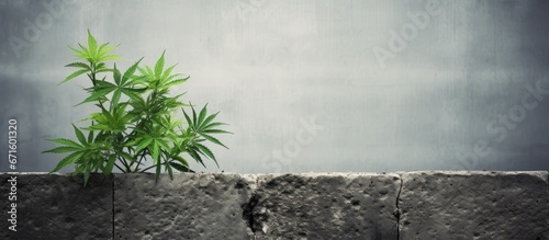The wall and weed