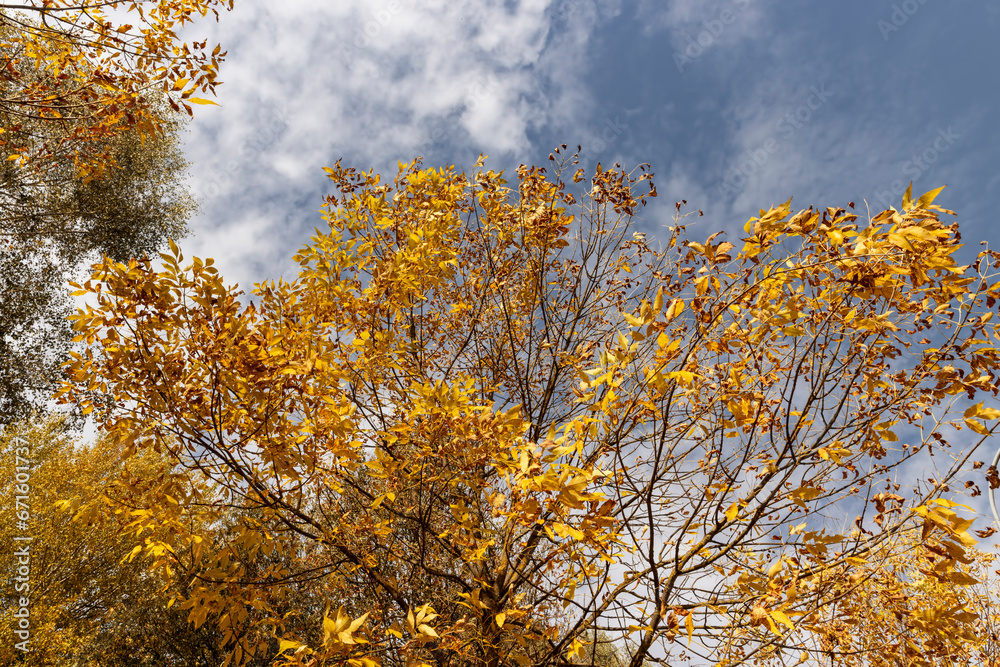 Fototapeta premium yellowing foliage on ash trees in autumn weather