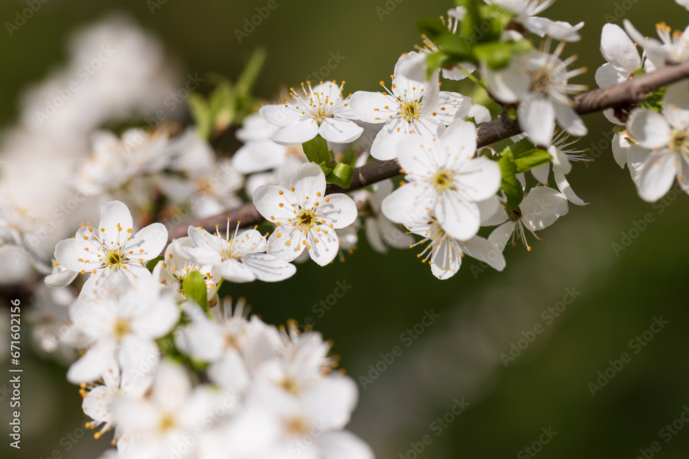 cherry blossoms in the orchard in spring