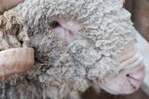 Gros plan sur un bélier d'élevage avec ses cornes qui tournent et dont la laine est pleine de paille