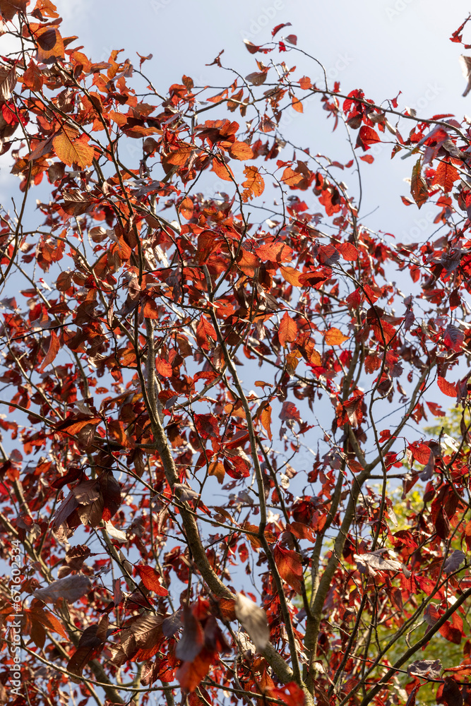 the red foliage of the hornbeam in the autumn season the red foliage of the hornbeam in the autumn season