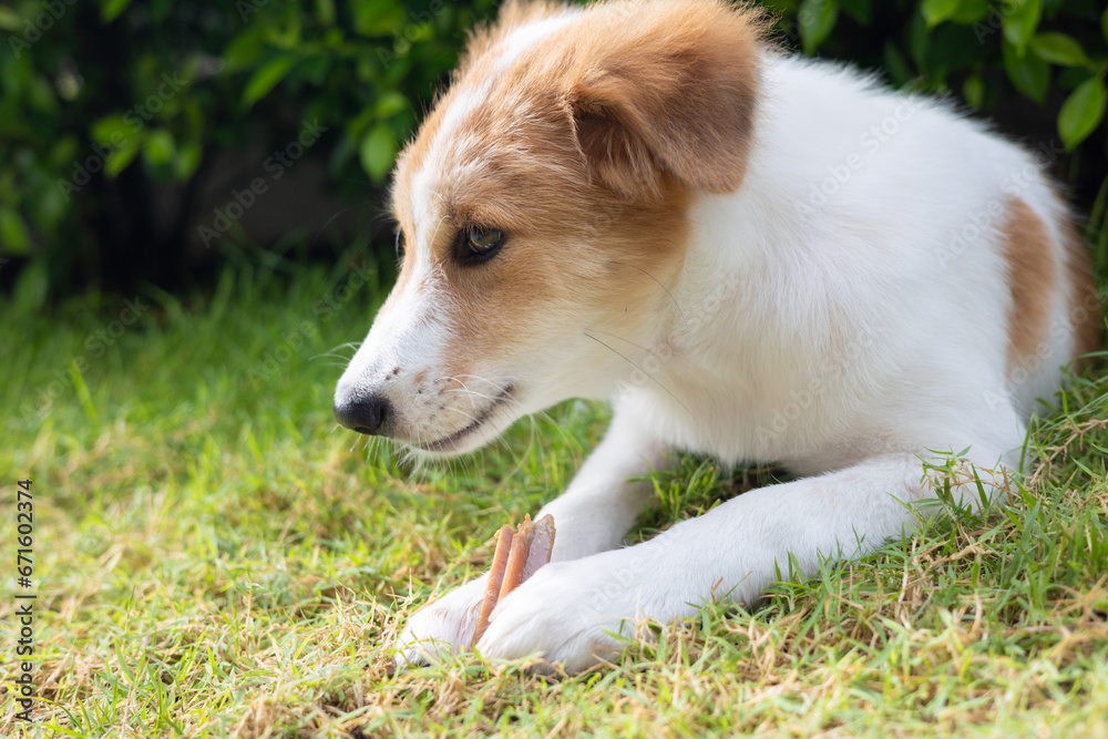 Face close up of adorable small puppy is lying on green grass in beautiful house garden and chewing dog snack for cleaning his teeth and exercise his mouth muscle which is for healthy pet caring.
