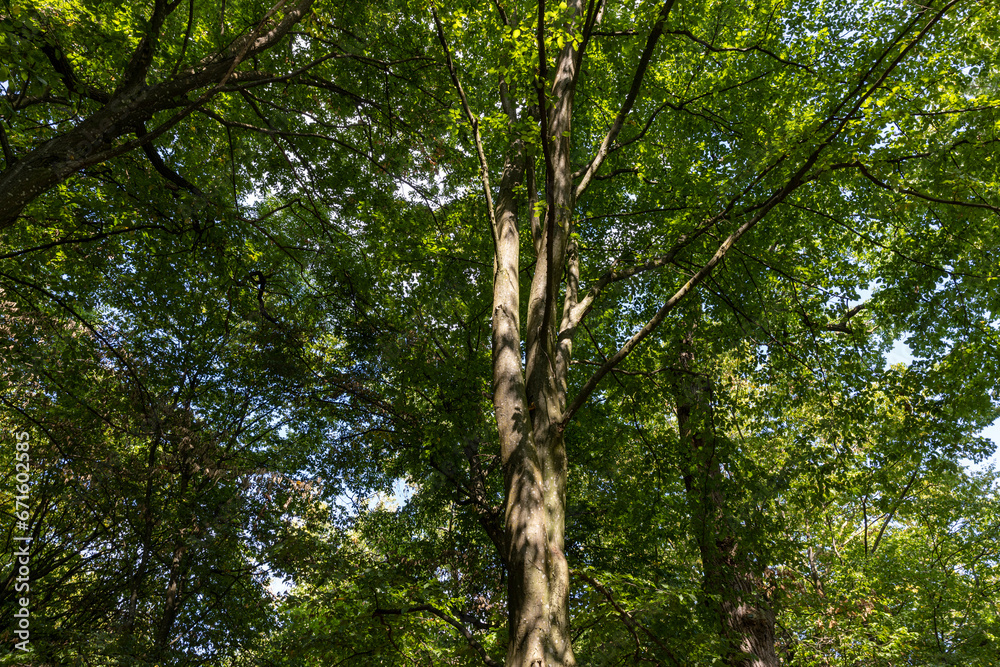 Fototapeta premium hornbeam trees in the autumn season in sunny weather