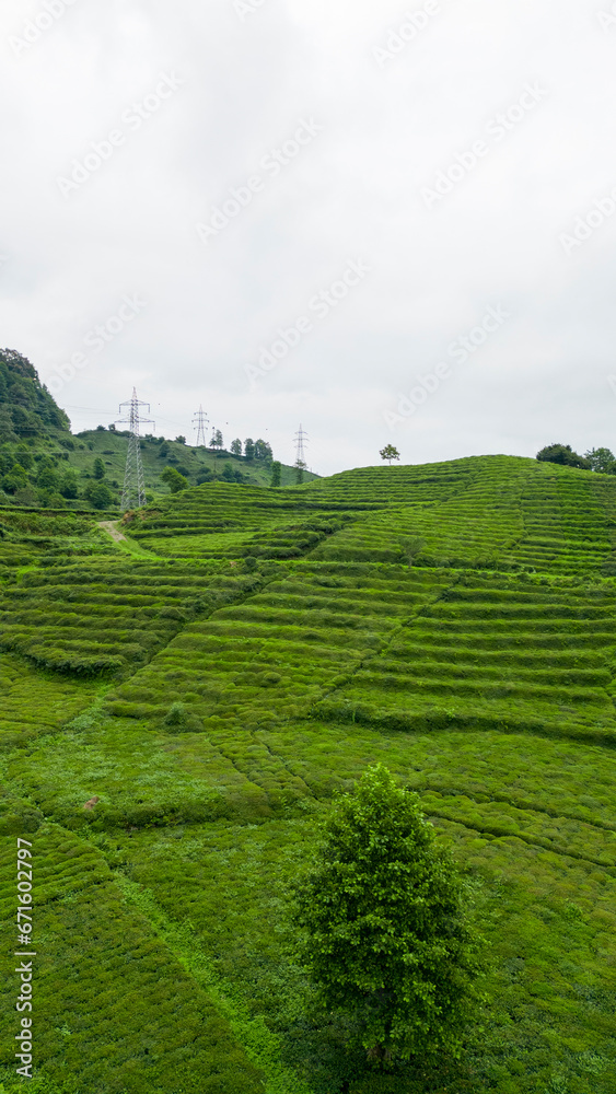 Tea field. Tea field planted on hillsides ready for harvest. Aerial view