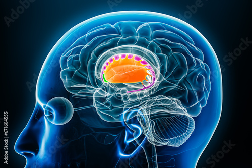 Putamen in orange, nucleus accumbens in green and caudate nucleus in purple 3D rendering illustration with body contours. Human brain, basal ganglia and corpus striatum anatomy, neuroscience diagram.