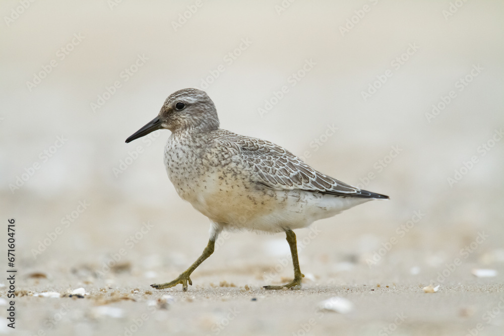 Shorebird - juvenile Calidris canutus, Red Knot on the Baltic Sea shore, migratory bird Poland Europe Shorebird - juvenile Calidris canutus, Red Knot on the Baltic Sea shore, migratory bird Poland Europe