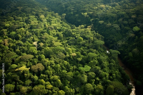 Overview of dense rainforest. Generative AI