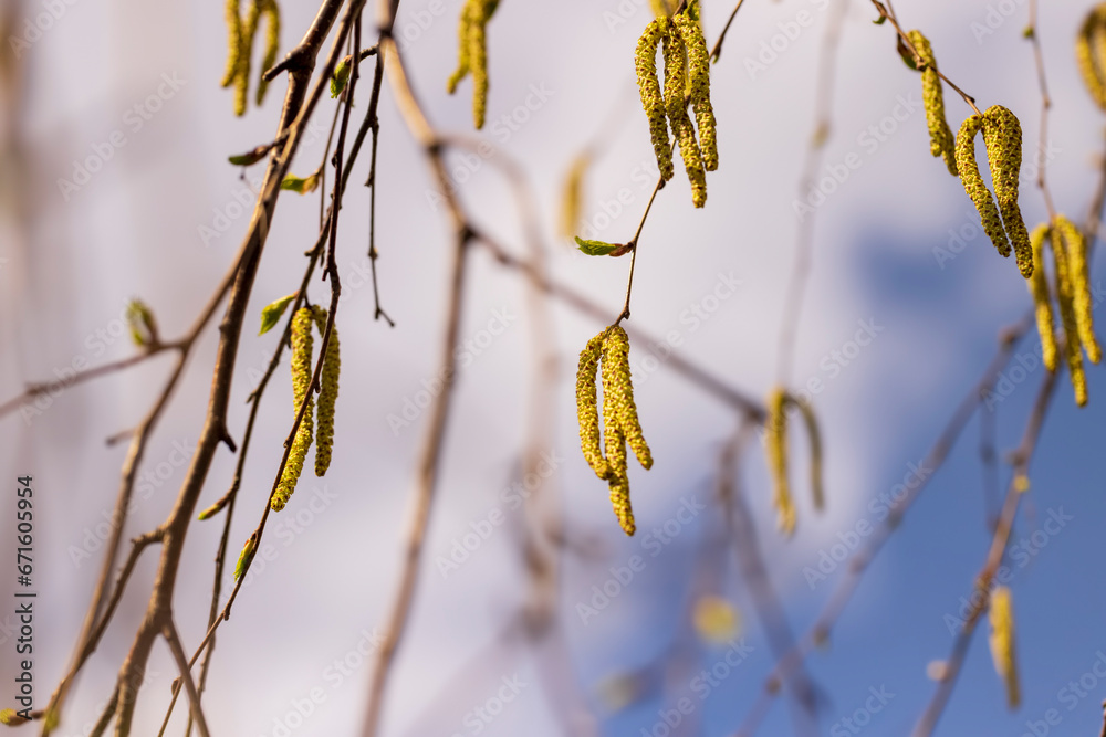 Naklejka premium a birch tree without foliage in the spring season