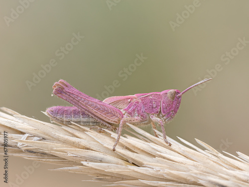 Field Grasshopper rare pink variant photo