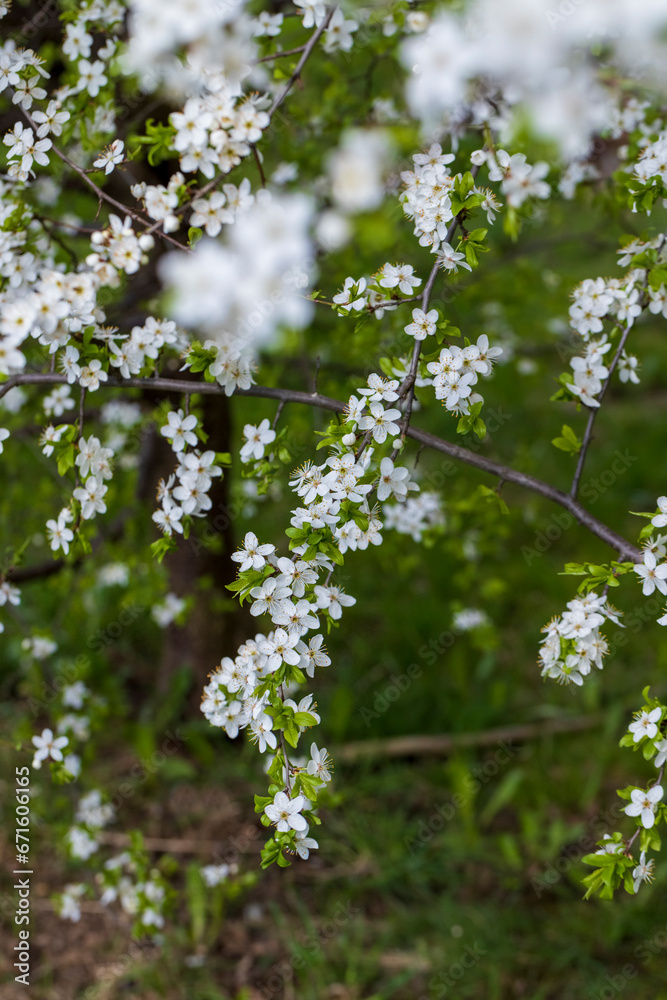 cherry blossoms in the orchard in spring cherry blossoms in the orchard in spring
