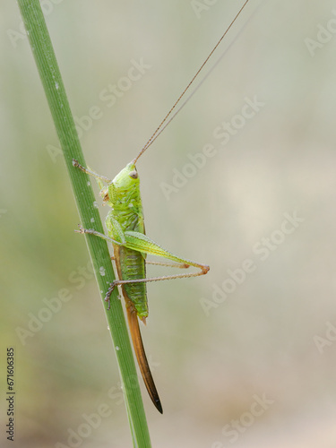 Long winged Cone head