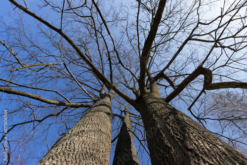 leafless deciduous trees in the spring season