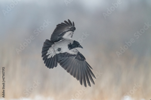 flying Bird - Hooded crow Corvus cornix in amazing warm background Poland Europe © Marcin Perkowski