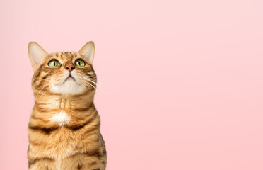 A satisfied Bengal cat looks up against the background of a colored wall.