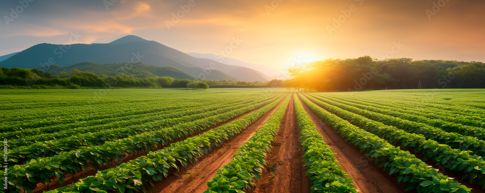  Landscape of a peanut plantation in the countryside near a mountain in the evening