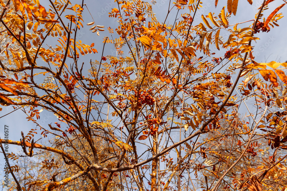 The yellowing foliage of mountain ash in the autumn season The yellowing foliage of mountain ash in the autumn season
