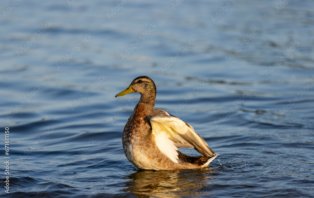 wild birds ducks while feeding at sunset wild birds ducks while feeding at sunset