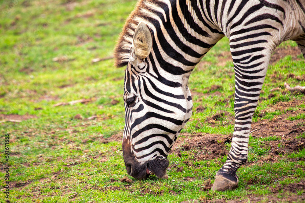 Plains Zebra (Equus quagga) Spotted Outdoors in Africa..Plains Zebra (Equus quagga) Spotted Outdoors in Africa Plains Zebra (Equus quagga) Spotted Outdoors in Africa..Plains Zebra (Equus quagga) Spotted Outdoors in Africa