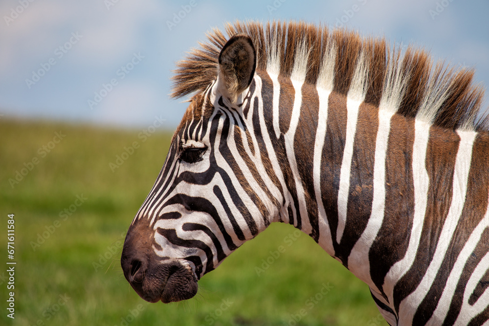 Plains Zebra (Equus quagga) Spotted Outdoors in Africa..Plains Zebra (Equus quagga) Spotted Outdoors in Africa Plains Zebra (Equus quagga) Spotted Outdoors in Africa..Plains Zebra (Equus quagga) Spotted Outdoors in Africa