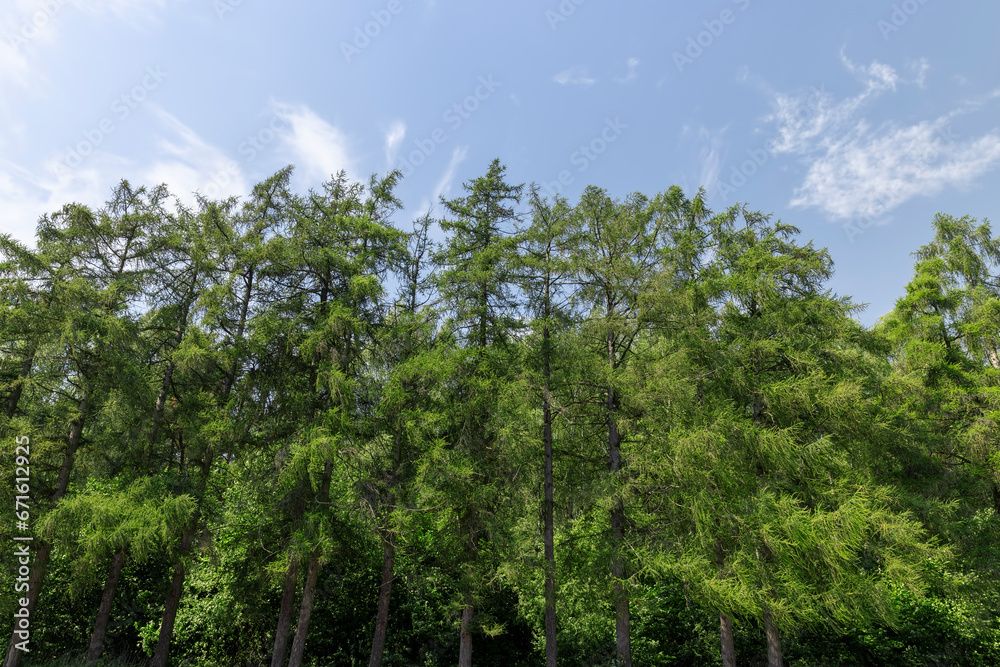 Fototapeta premium landscape with green fir trees in sunny summers