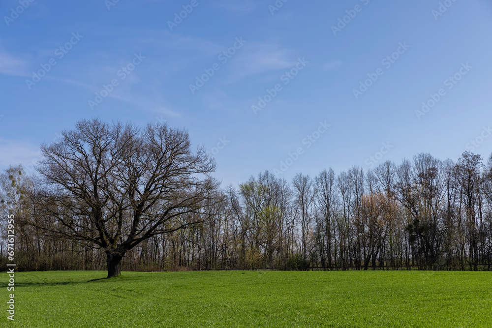 lonely growing oak without foliage in early spring lonely growing oak without foliage in early spring