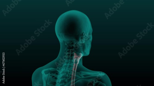 X-ray scan of the human head and neck with the Larynx and trachea visible. 3d render animation of rotation.