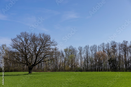 lonely growing oak without foliage in early spring © rsooll