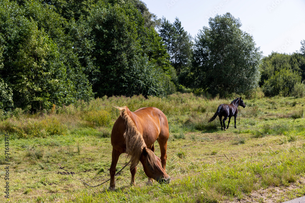 Obraz premium a domestic horse grazing in the summer