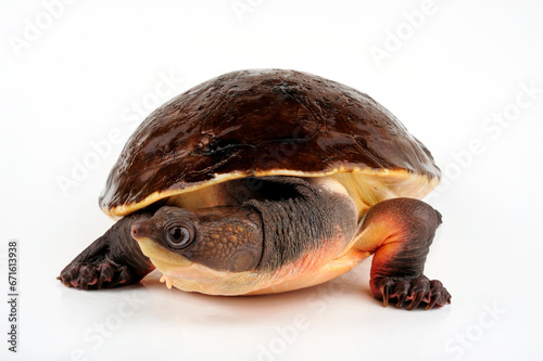 Weißbauch-Schnappschildkröte // Branderhorst's snapping turtle (Elseya branderhorsti) - Papua New Guinea photo