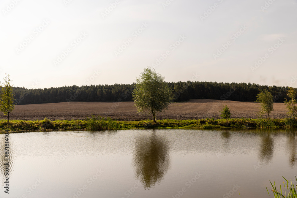 a small tree growing on the shore of a lake