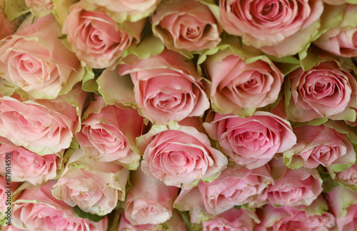 Bouquet of colorful roses as background, closeup. Pink flowers.