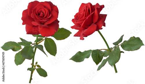red rose with leaves, timeless symbol of love and affection, deep vibrant red color and detailed beautiful blooming blossom for valentine's day, birthday, anniversary, isolated on white background