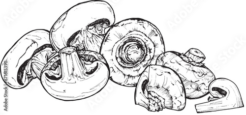 Mushroom composition of champignons, hand-drawn black and white graphics, translated into vector. Illustration isolated for printing on fabric, packaging, prints, stickers, posters, cards