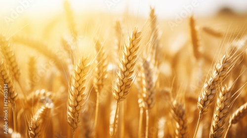 Wheat