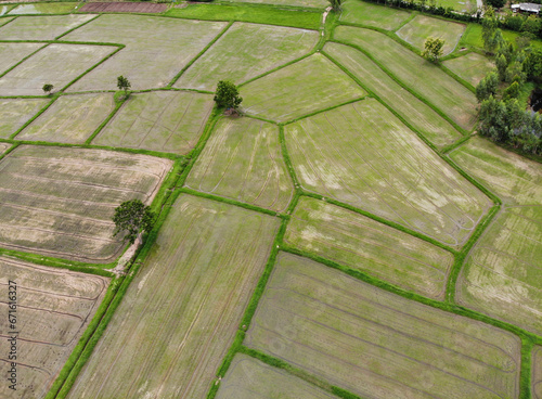 Top view of the field being sown and parts of the growing rice plant photo by drone