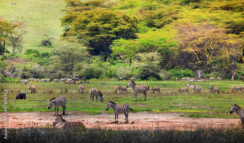 large herd of zebras on green meadow against photo