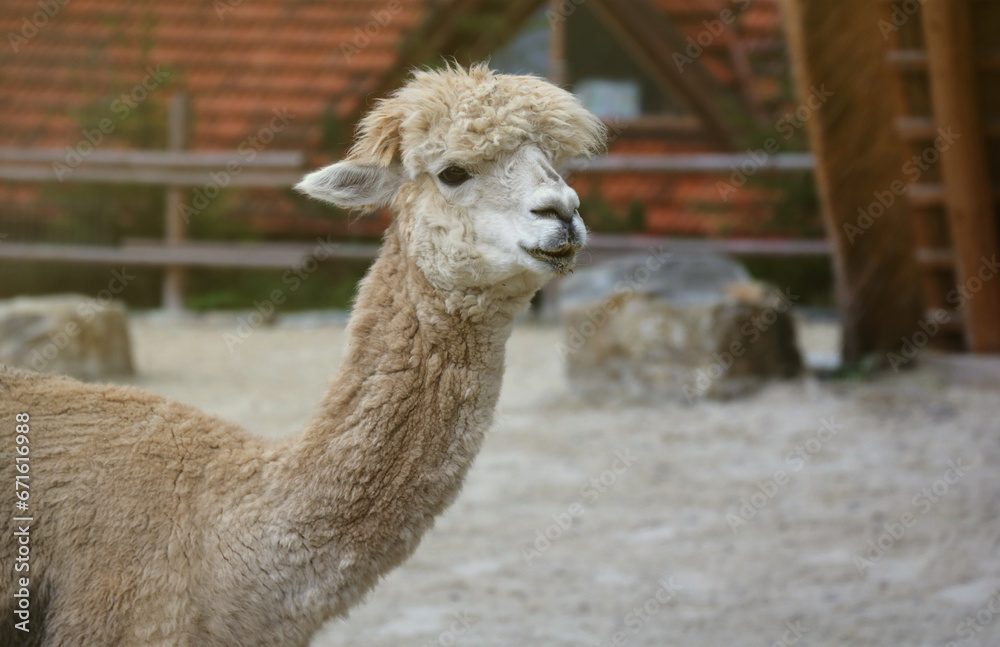 Obraz premium Llama alpaca in the zoo, fluffy and cute animal.